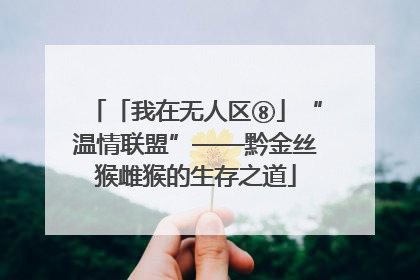 「我在无人区⑧」“温情联盟”——黔金丝猴雌猴的生存之道