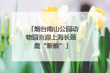 烟台南山公园动物园喜迎上海长颈鹿“新娘”
