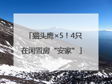 猫头鹰×5！4只在闲置房“安家”