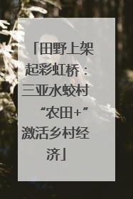 田野上架起彩虹桥：三亚水蛟村“农田+”激活乡村经济