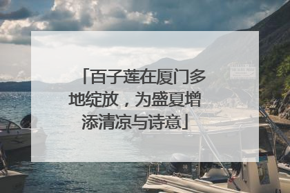 百子莲在厦门多地绽放，为盛夏增添清凉与诗意