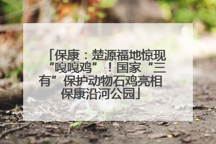 保康：楚源福地惊现“嘎嘎鸡”！国家“三有”保护动物石鸡亮相保康沿河公园