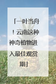 一叶当舟！云南这种神奇植物进入最佳观赏期