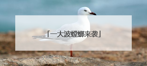一大波螳螂来袭