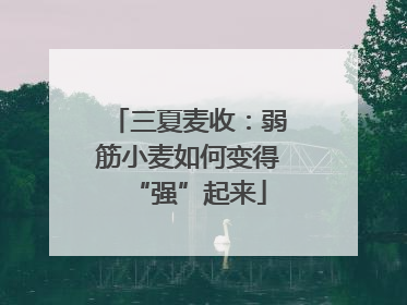三夏麦收：弱筋小麦如何变得“强”起来