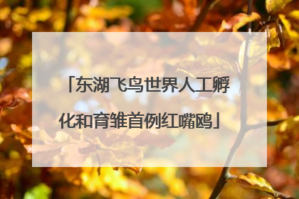 东湖飞鸟世界人工孵化和育雏首例红嘴鸥