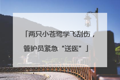 两只小苍鹭学飞刮伤，管护员紧急“送医”