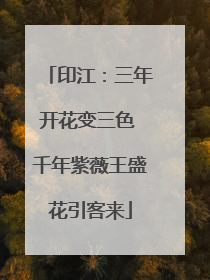 印江：三年开花变三色 千年紫薇王盛花引客来