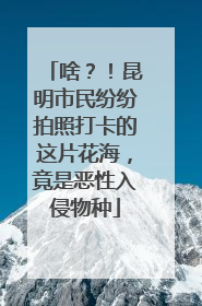 啥？！昆明市民纷纷拍照打卡的这片花海，竟是恶性入侵物种