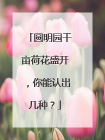 圆明园千亩荷花盛开，你能认出几种？