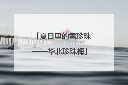 夏日里的雪珍珠——华北珍珠梅