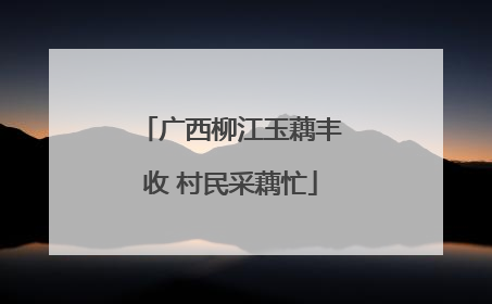 广西柳江玉藕丰收 村民采藕忙