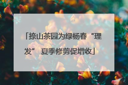 捺山茶园为绿杨春“理发” 夏季修剪促增收