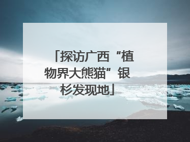 探访广西“植物界大熊猫”银杉发现地