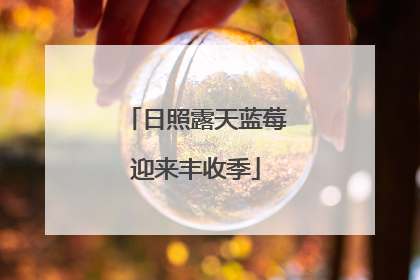 日照露天蓝莓迎来丰收季