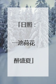 日照：一池荷花醉盛夏