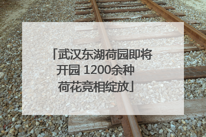 武汉东湖荷园即将开园 1200余种荷花竞相绽放