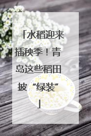 水稻迎来插秧季！青岛这些稻田披“绿装”