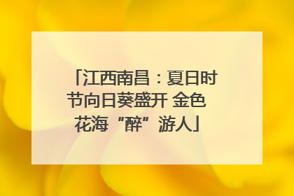 江西南昌：夏日时节向日葵盛开 金色花海“醉”游人