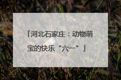 河北石家庄：动物萌宝的快乐“六一”