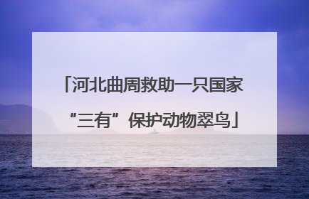 河北曲周救助一只国家“三有”保护动物翠鸟