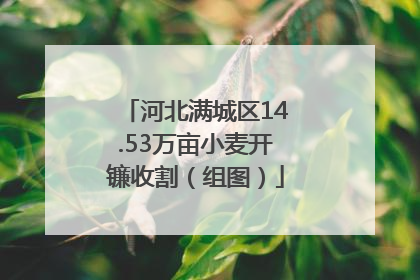 河北满城区14.53万亩小麦开镰收割（组图）
