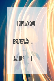 洞庭湖的麋鹿，最野！