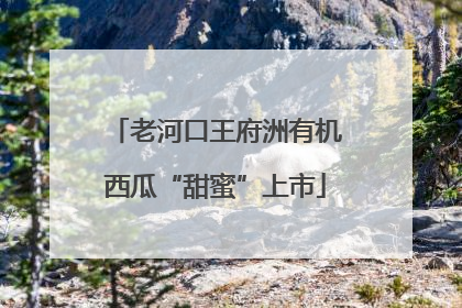 老河口王府洲有机西瓜“甜蜜”上市