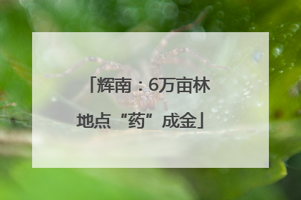 辉南：6万亩林地点“药”成金
