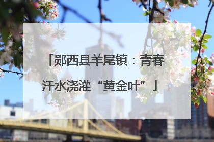 郧西县羊尾镇：青春汗水浇灌“黄金叶”
