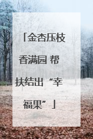 金杏压枝香满园 帮扶结出“幸福果”