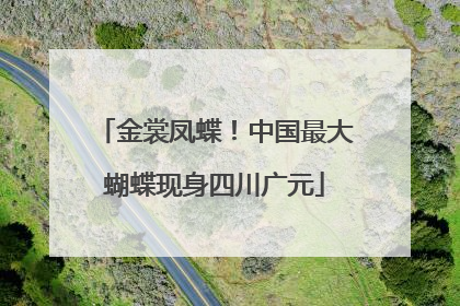 金裳凤蝶！中国最大蝴蝶现身四川广元