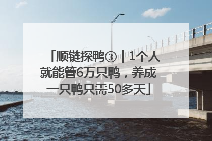 顺链探鸭③｜1个人就能管6万只鸭，养成一只鸭只需50多天