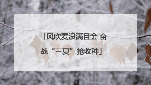风吹麦浪满目金 奋战“三夏”抢收种