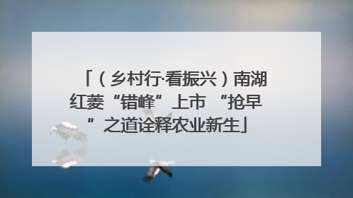 （乡村行·看振兴）南湖红菱“错峰”上市 “抢早”之道诠释农业新生